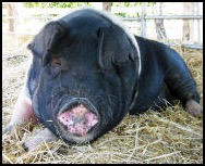 BrightHaven Harley pot bellied pig 
